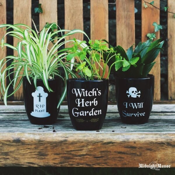 Apleisto Gotiško Sodo Vazonas Aš Išgyvensiu I Will Survive