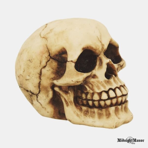 Realistiška Žmogaus Kaukolė Džokerio Besišypsanti Kaukolė