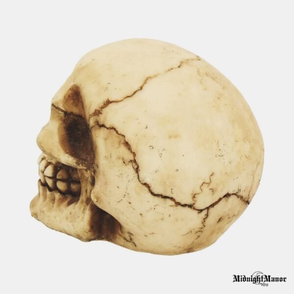 Realistiška Žmogaus Kaukolė Džokerio Besišypsanti Kaukolė