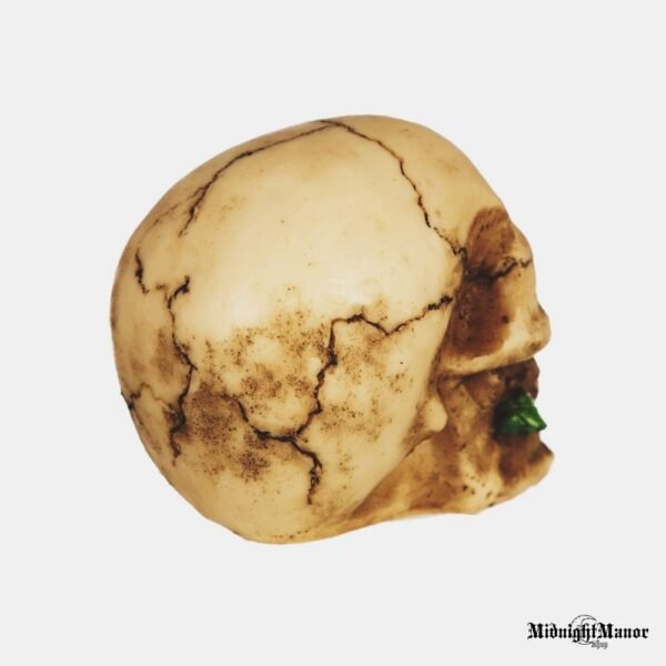 Raudona Rožė Negyvuose Kaukolės Dantyse Red Rose